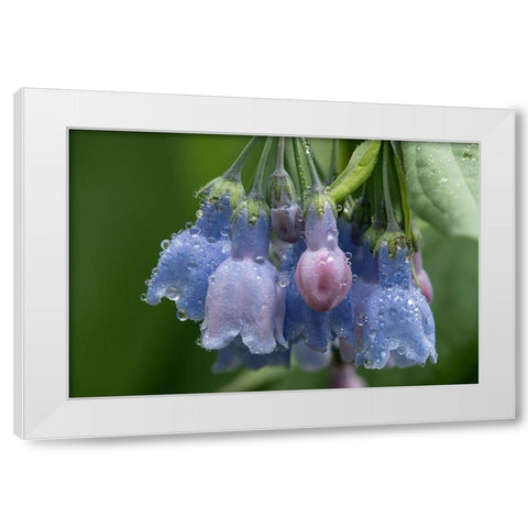 Colorado-Stony Pass Raindrops on bluebell flowers  White Modern Wood Framed Art Print by Jaynes Gallery