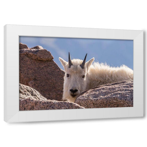 Colorado-Mt Evans Young mountain goat and rocks  White Modern Wood Framed Art Print by Jaynes Gallery