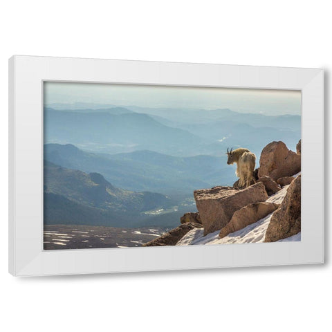 Colorado-Mt Evans Mountain goat on rocky overlook  White Modern Wood Framed Art Print by Jaynes Gallery