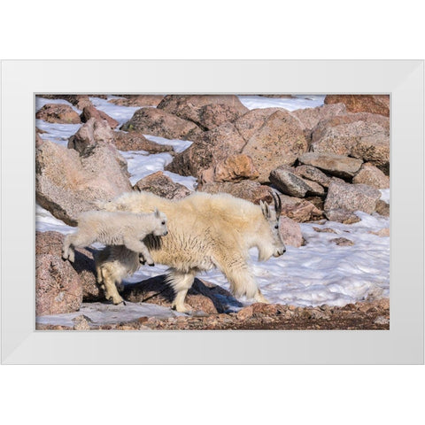 Colorado-Mt Evans Mountain goat nanny and jumping kid  White Modern Wood Framed Art Print by Jaynes Gallery