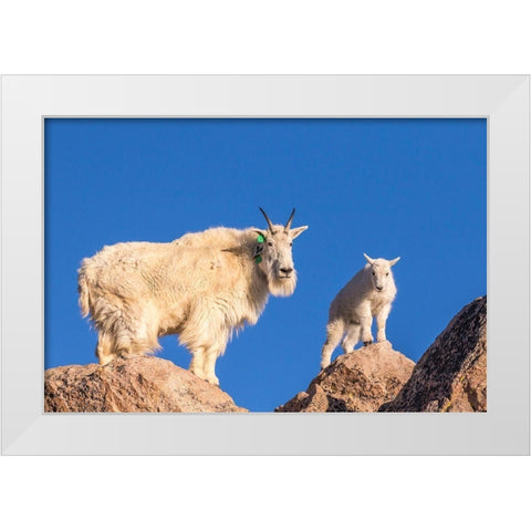 Colorado-Mt Evans Mountain goat nanny and kid atop rock  White Modern Wood Framed Art Print by Jaynes Gallery