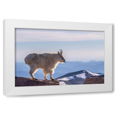 Colorado-Mt Evans Mountain goat sticking out its tongue atop rock  White Modern Wood Framed Art Print by Jaynes Gallery