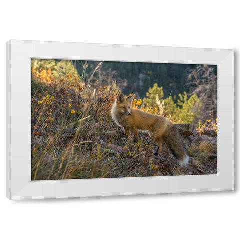 Colorado-Gunnison National Forest Red fox and scenic  White Modern Wood Framed Art Print by Jaynes Gallery