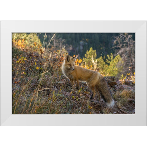 Colorado-Gunnison National Forest Red fox and scenic  White Modern Wood Framed Art Print by Jaynes Gallery