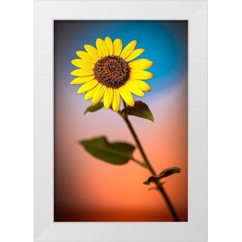 Colorado-Fort Collins Wild sunflower close-up  White Modern Wood Framed Art Print by Jaynes Gallery