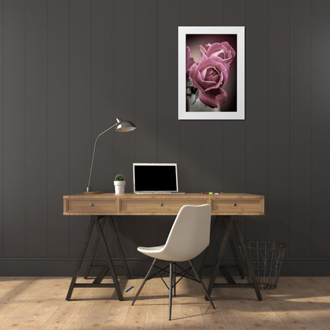 Colorado-Fort Collins Roses close-up  White Modern Wood Framed Art Print by Jaynes Gallery