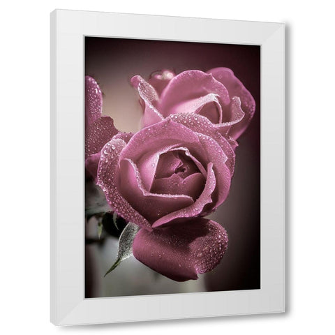 Colorado-Fort Collins Roses close-up  White Modern Wood Framed Art Print by Jaynes Gallery