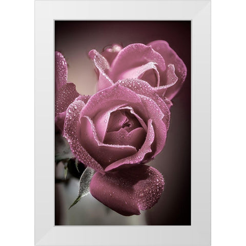 Colorado-Fort Collins Roses close-up  White Modern Wood Framed Art Print by Jaynes Gallery