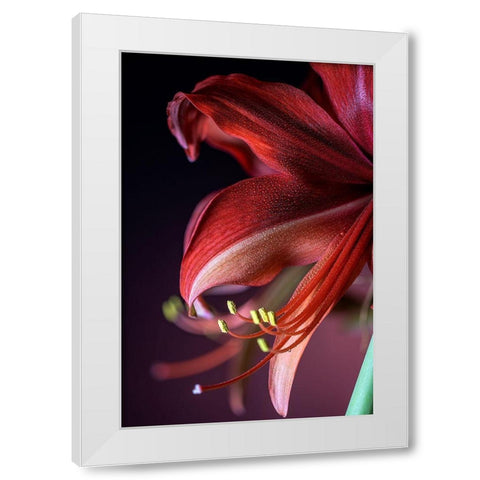 Colorado-Fort Collins Bogota amaryllis flower close-up  White Modern Wood Framed Art Print by Jaynes Gallery