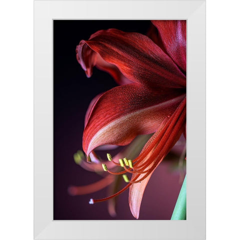 Colorado-Fort Collins Bogota amaryllis flower close-up  White Modern Wood Framed Art Print by Jaynes Gallery