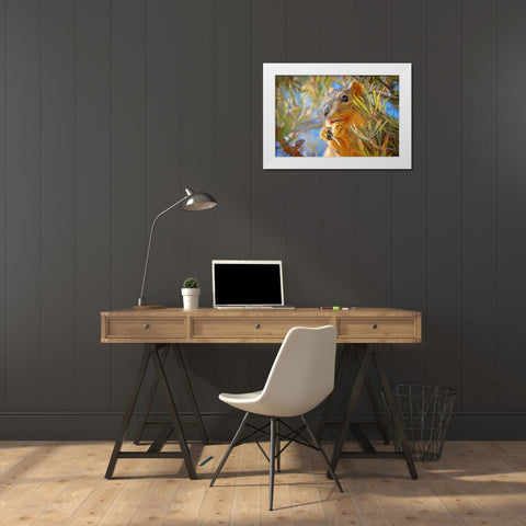 Colorado-Fort Collins Fox squirrel eating pine cone  White Modern Wood Framed Art Print by Jaynes Gallery