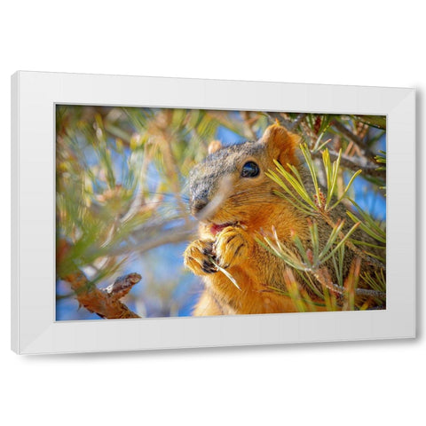 Colorado-Fort Collins Fox squirrel eating pine cone  White Modern Wood Framed Art Print by Jaynes Gallery