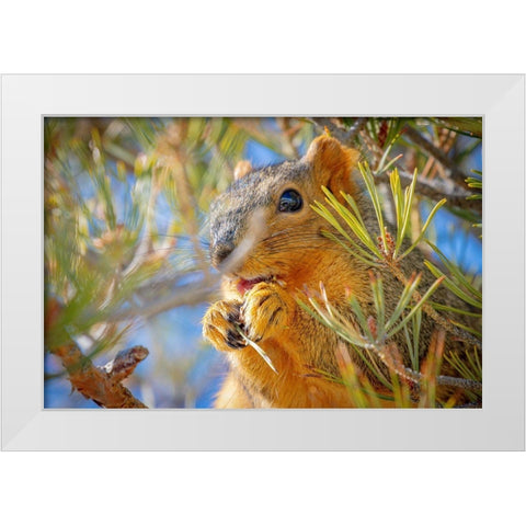 Colorado-Fort Collins Fox squirrel eating pine cone  White Modern Wood Framed Art Print by Jaynes Gallery