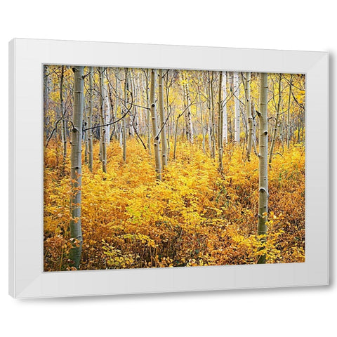 Colorado-Rocky Mountains Abstract of aspens and vegetation in autumn White Modern Wood Framed Art Print by Jaynes Gallery