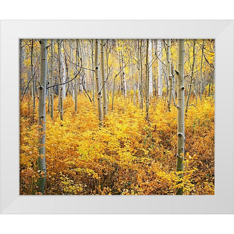 Colorado-Rocky Mountains Abstract of aspens and vegetation in autumn White Modern Wood Framed Art Print by Jaynes Gallery