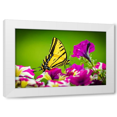 USA-Colorado-Fort Collins Eastern tiger swallowtail on petunia flowers White Modern Wood Framed Art Print by Jaynes Gallery