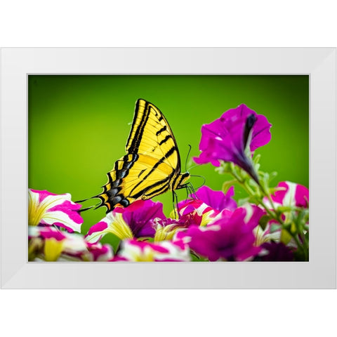 USA-Colorado-Fort Collins Eastern tiger swallowtail on petunia flowers White Modern Wood Framed Art Print by Jaynes Gallery