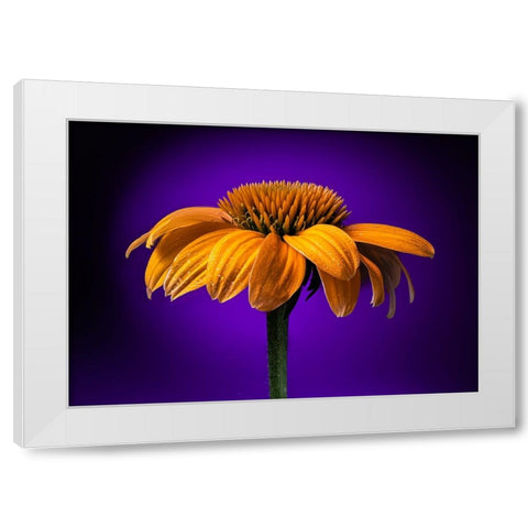 USA-Colorado-Fort Collins Coneflower close-up White Modern Wood Framed Art Print by Jaynes Gallery