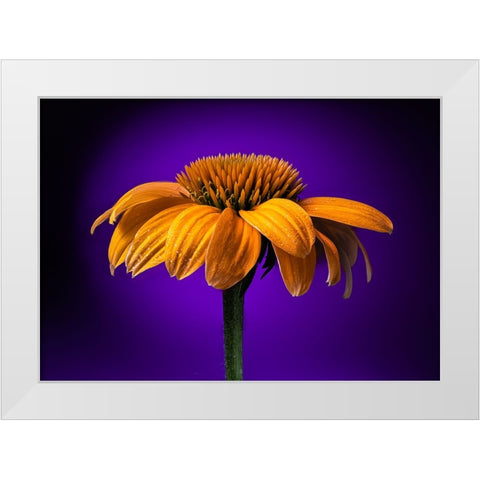 USA-Colorado-Fort Collins Coneflower close-up White Modern Wood Framed Art Print by Jaynes Gallery