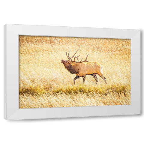 USA-Colorado-Rocky Mountain National Park North American elk male bugling in mating season White Modern Wood Framed Art Print by Jaynes Gallery