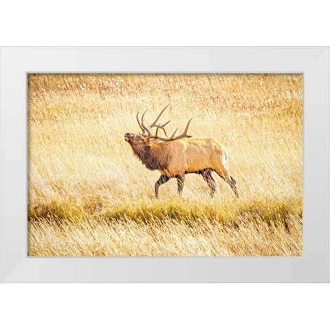 USA-Colorado-Rocky Mountain National Park North American elk male bugling in mating season White Modern Wood Framed Art Print by Jaynes Gallery
