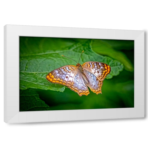 USA-Colorado-Fort Collins White peacock butterfly close-up White Modern Wood Framed Art Print by Jaynes Gallery