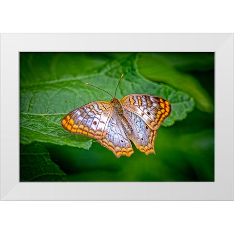 USA-Colorado-Fort Collins White peacock butterfly close-up White Modern Wood Framed Art Print by Jaynes Gallery