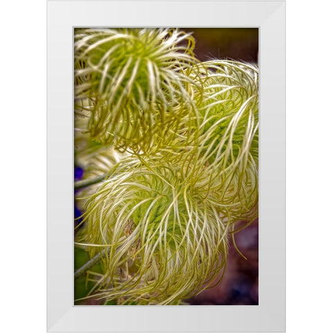 USA-Colorado-Fort Collins Clematis plant close-up White Modern Wood Framed Art Print by Jaynes Gallery