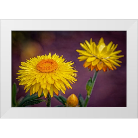 USA-Colorado-Fort Collins Yellow strawflowers close-up White Modern Wood Framed Art Print by Jaynes Gallery