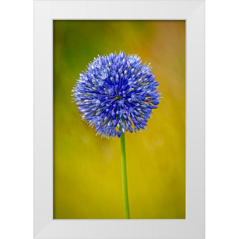 USA-Colorado-Fort Collins Blue allium flower close-up White Modern Wood Framed Art Print by Jaynes Gallery