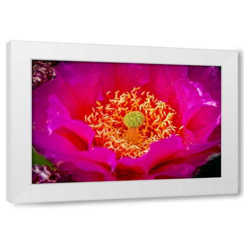 USA-Colorado-Fort Collins Prickly pear cactus flower close-up White Modern Wood Framed Art Print by Jaynes Gallery