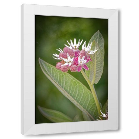 USA-Colorado-Fort Collins Showy milkweed flowers White Modern Wood Framed Art Print by Jaynes Gallery