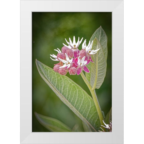 USA-Colorado-Fort Collins Showy milkweed flowers White Modern Wood Framed Art Print by Jaynes Gallery