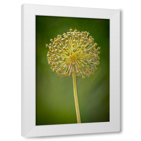 USA-Colorado-Fort Collins Yellow allium plant close-up White Modern Wood Framed Art Print by Jaynes Gallery