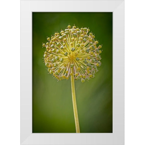USA-Colorado-Fort Collins Yellow allium plant close-up White Modern Wood Framed Art Print by Jaynes Gallery