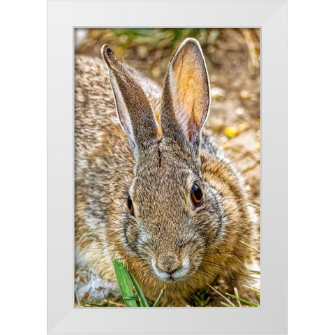 USA-Colorado-Fort Collins Eastern cottontail rabbit close-up White Modern Wood Framed Art Print by Jaynes Gallery