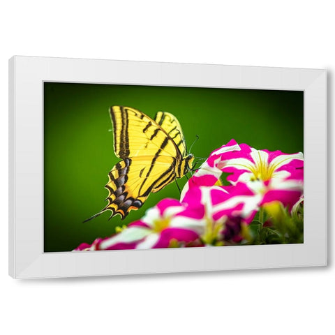 USA-Colorado-Fort Collins Eastern tiger swallowtail on petunia flowers White Modern Wood Framed Art Print by Jaynes Gallery
