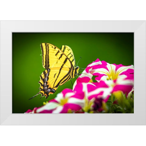 USA-Colorado-Fort Collins Eastern tiger swallowtail on petunia flowers White Modern Wood Framed Art Print by Jaynes Gallery