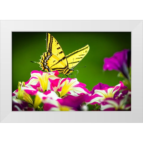 USA-Colorado-Fort Collins Eastern tiger swallowtail on petunia flowers White Modern Wood Framed Art Print by Jaynes Gallery