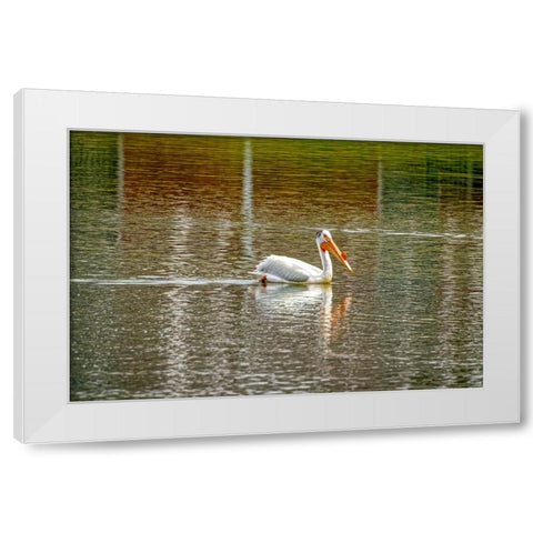 USA-Colorado-Windsor American white pelican swimming in pond White Modern Wood Framed Art Print by Jaynes Gallery