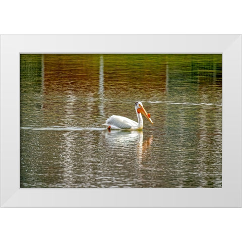 USA-Colorado-Windsor American white pelican swimming in pond White Modern Wood Framed Art Print by Jaynes Gallery