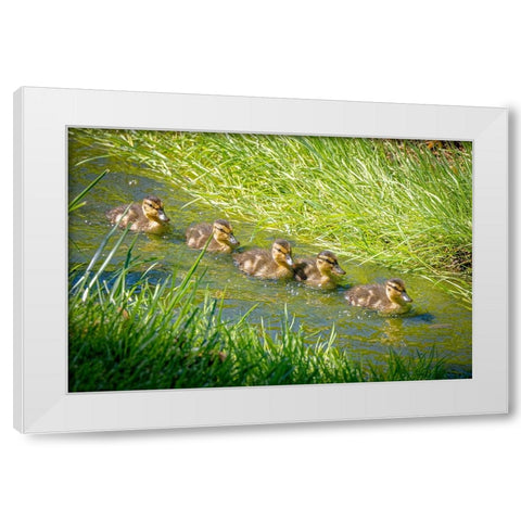 USA-Colorado-Fort Collins Mallard ducklings swimming in stream White Modern Wood Framed Art Print by Jaynes Gallery