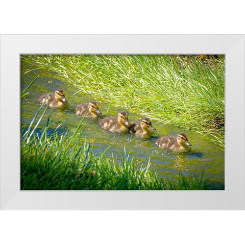 USA-Colorado-Fort Collins Mallard ducklings swimming in stream White Modern Wood Framed Art Print by Jaynes Gallery