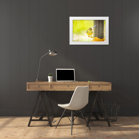 USA-Colorado-Fort Collins Young male American goldfinch White Modern Wood Framed Art Print by Jaynes Gallery