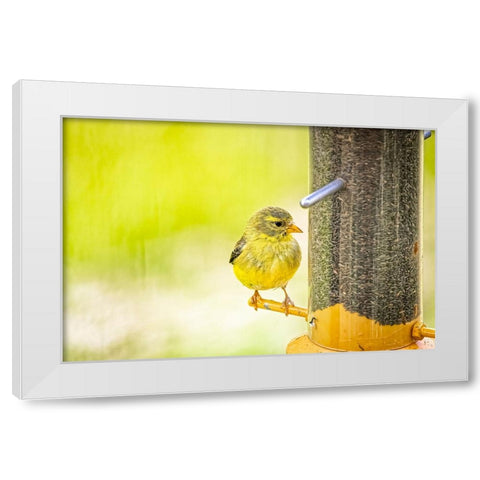 USA-Colorado-Fort Collins Young male American goldfinch White Modern Wood Framed Art Print by Jaynes Gallery