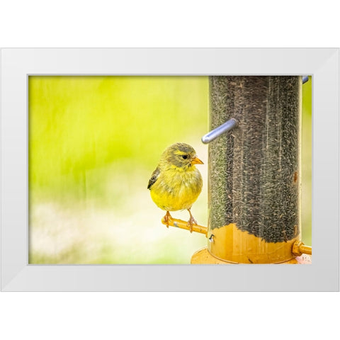 USA-Colorado-Fort Collins Young male American goldfinch White Modern Wood Framed Art Print by Jaynes Gallery