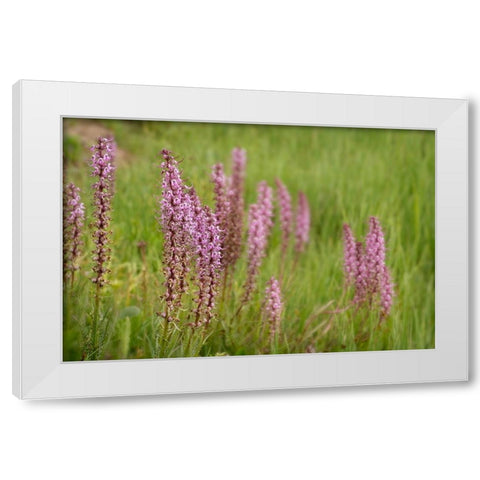 USA-Colorado-Gunnison National Forest Elephant head flowers close-up White Modern Wood Framed Art Print by Jaynes Gallery