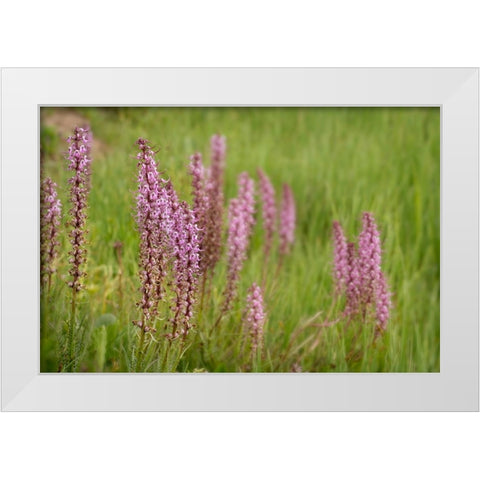 USA-Colorado-Gunnison National Forest Elephant head flowers close-up White Modern Wood Framed Art Print by Jaynes Gallery