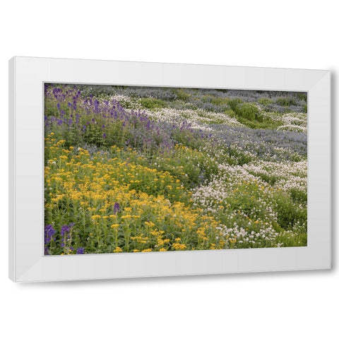 USA-Colorado-American Basin Wildflowers in mountain meadow White Modern Wood Framed Art Print by Jaynes Gallery