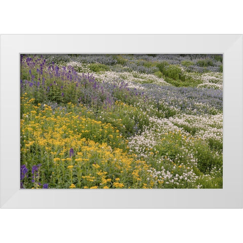 USA-Colorado-American Basin Wildflowers in mountain meadow White Modern Wood Framed Art Print by Jaynes Gallery